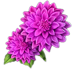 The Chrysanthemum